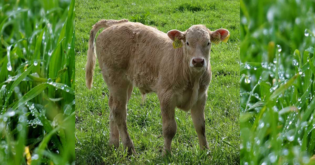 Rüyada İnek Yavrusu Görmek: Anlamı ve Yorumu