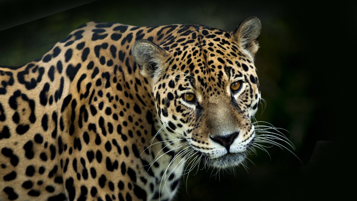 Rüyada Jaguar Görmek