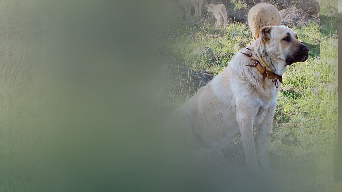 Rüyada Kangal Köpeği Görmek: Anlamı ve Yorumu