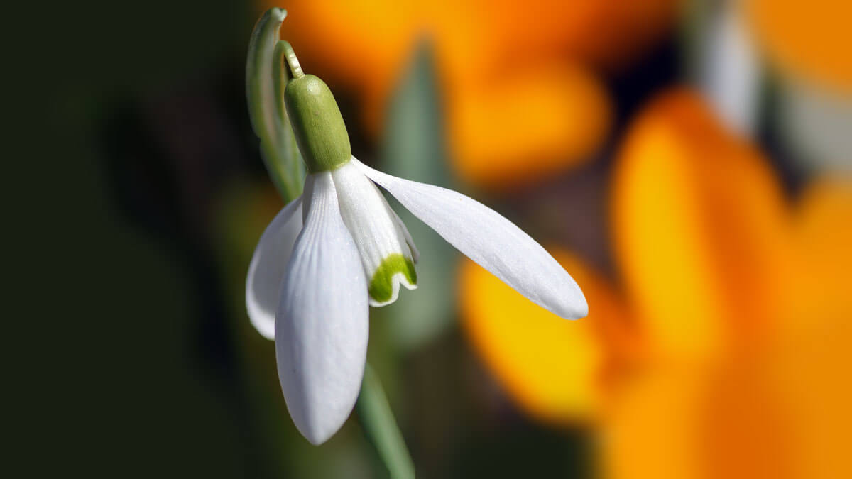 Rüyada Kardelen Çiçeği Görmek: Anlamı ve Yorumu