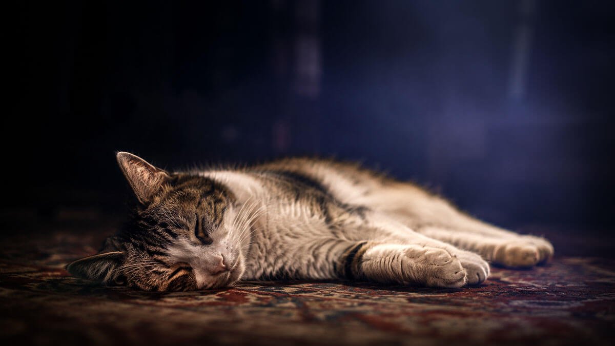 Rüyada Kedi Öldürmek, Öldürdüğünü Görmek Ne Anlama Gelir?