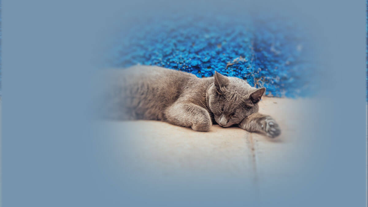 Rüyada Kedi Ölüsü Görmek: Anlamı ve Yorumu