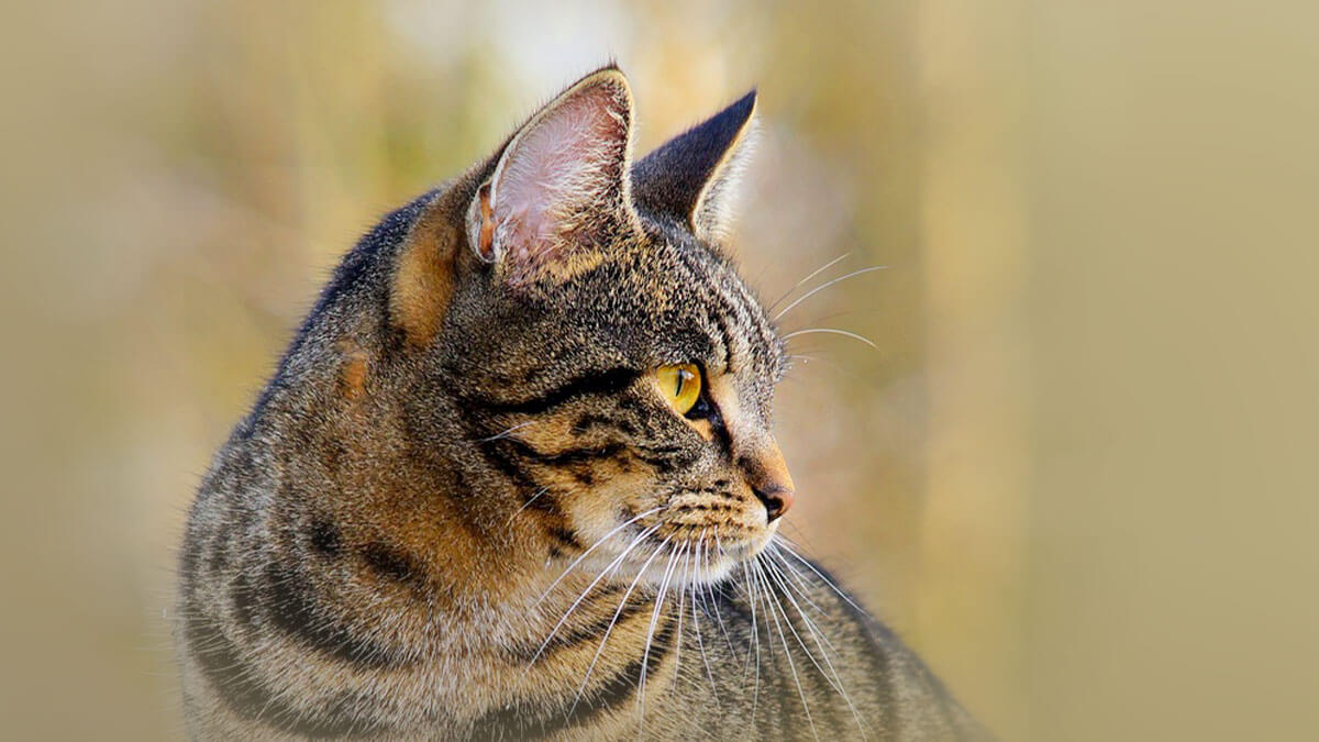 Rüyada Kedi Pisliği Görmek: Anlamı ve Yorumu