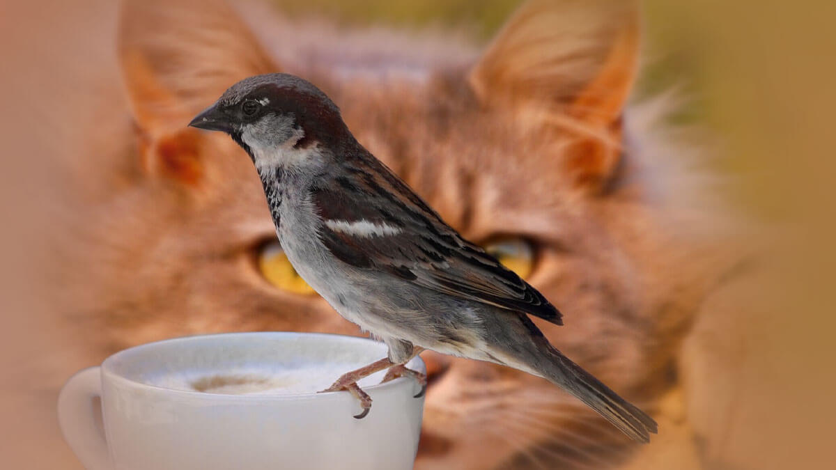Rüyada Kedinin Kuşu Yemesi: Anlamı ve Yorumu