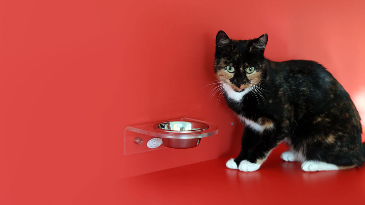 Rüyada Kediye Mama Vermek: Anlamı ve Yorumu