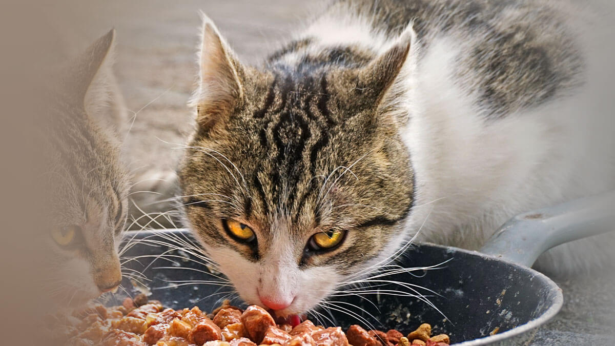 Rüyada Kediye Yemek Vermek: Anlamı ve Yorumu