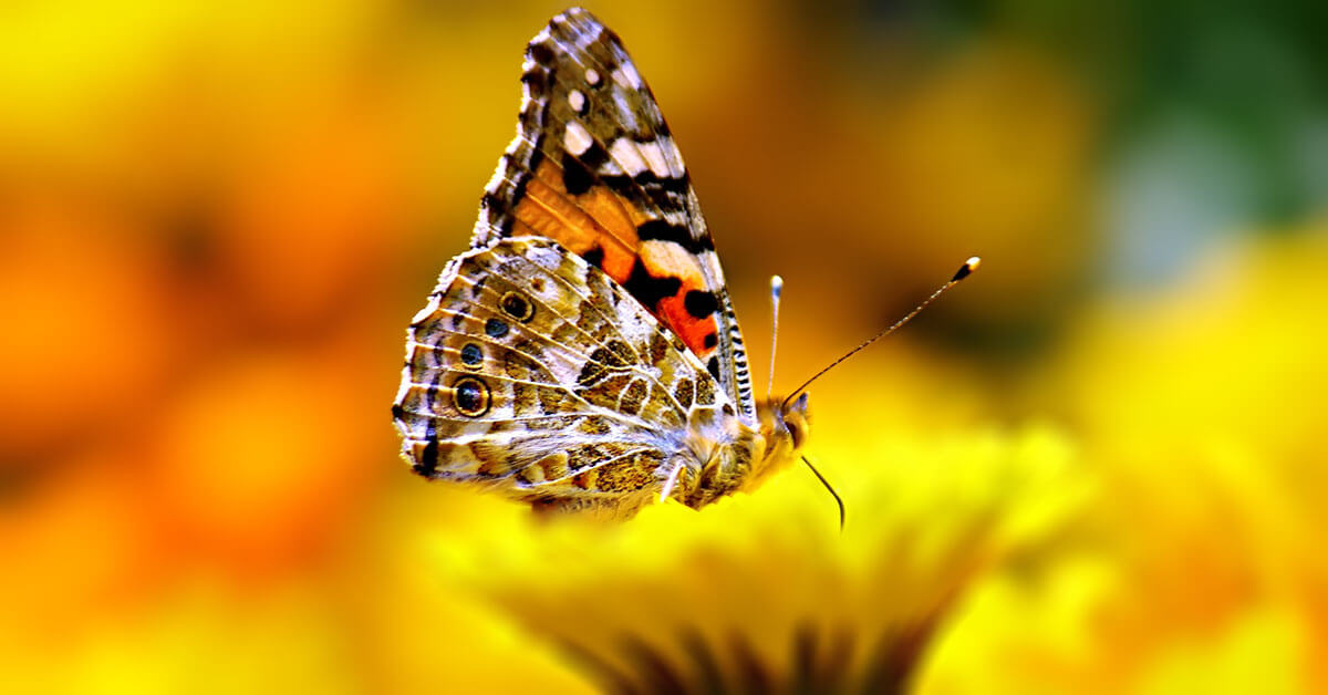 Rüyada Kelebek Görmek | RuyaTabirleri.blog - Rüya Tabirleri