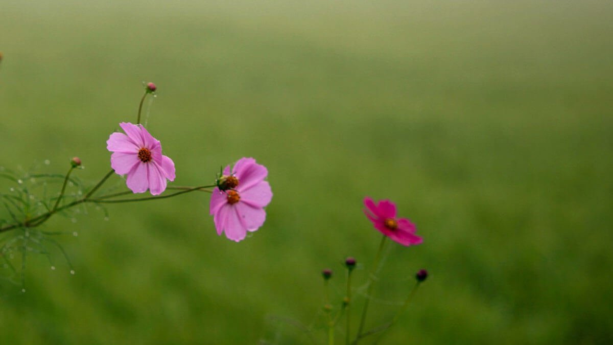 Rüyada Kır Çiçeği Görmek: Anlamı ve Yorumu