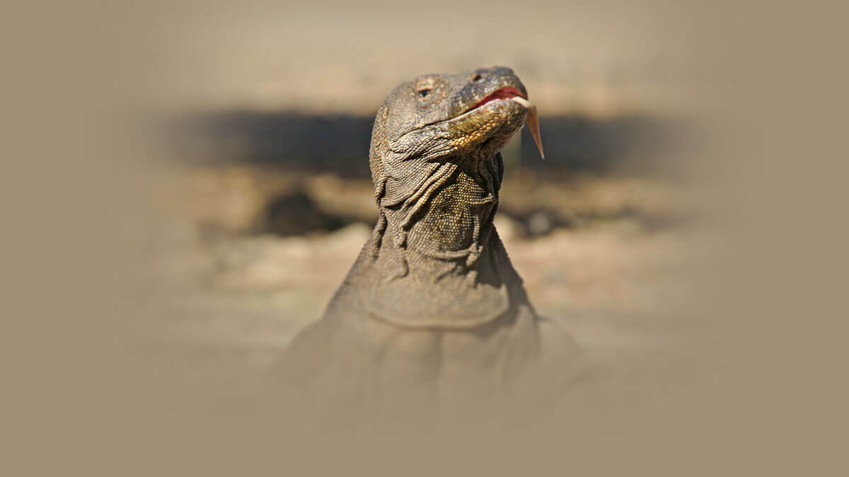 Rüyada Komodo Ejderi Görmek: Anlamı ve Yorumu