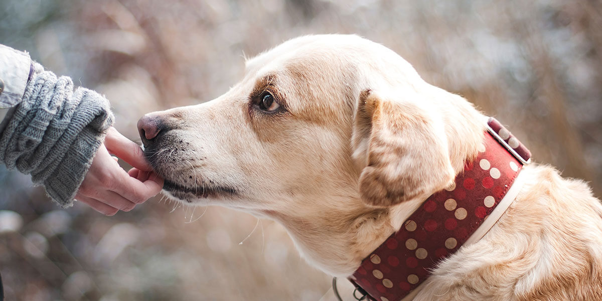 Rüyada Köpek Sevmek: Anlamı ve Yorumu