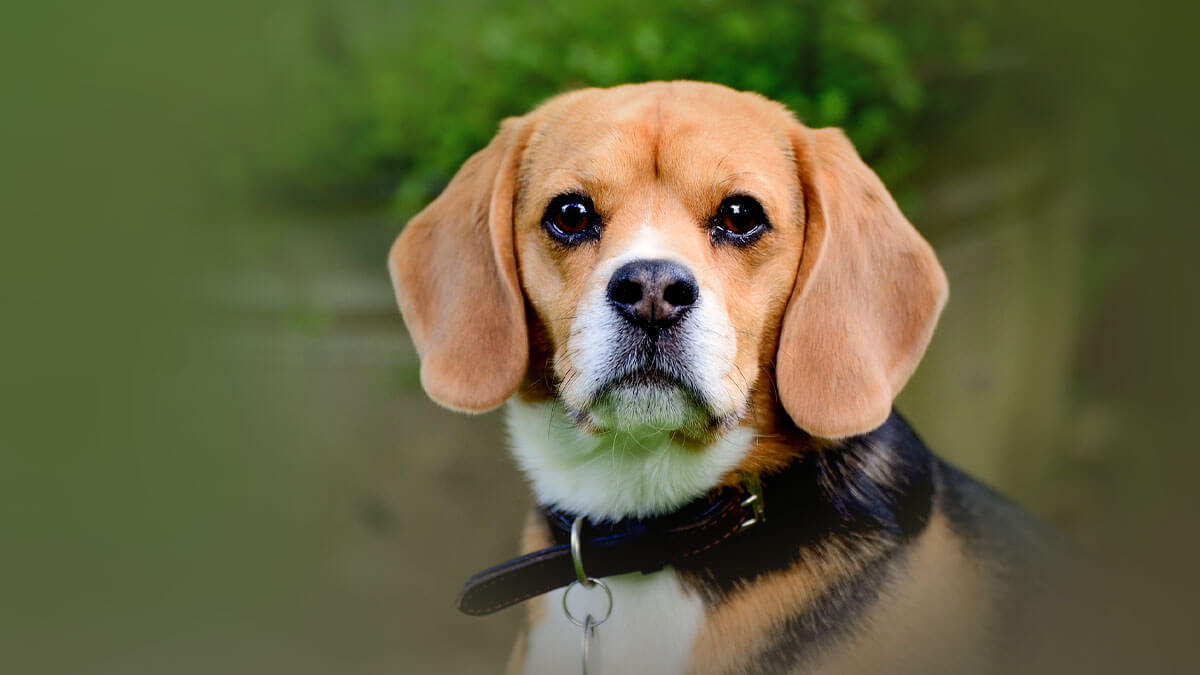 Rüyada Köpekten Korkmak: Anlamı ve Yorumu