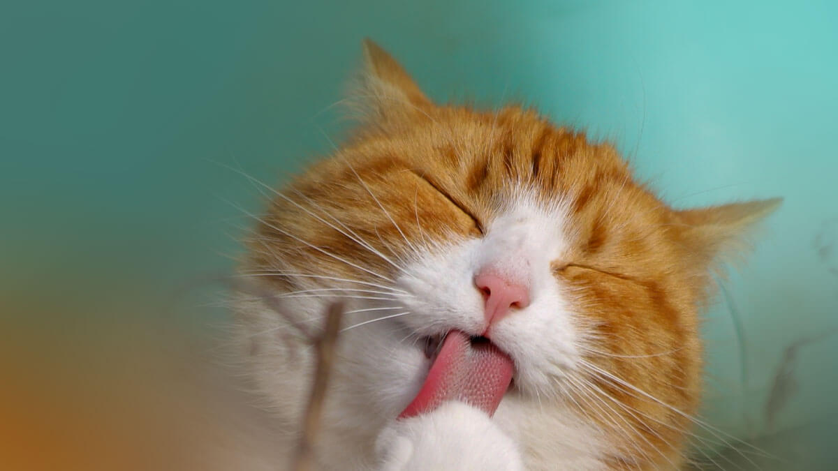 Rüyada Kör Kedi Görmek: Anlamı ve Yorumu