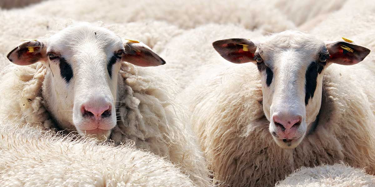 Rüyada çoban görmek - OGÜN Haber - Günün Önemli Gelişmeleri ...