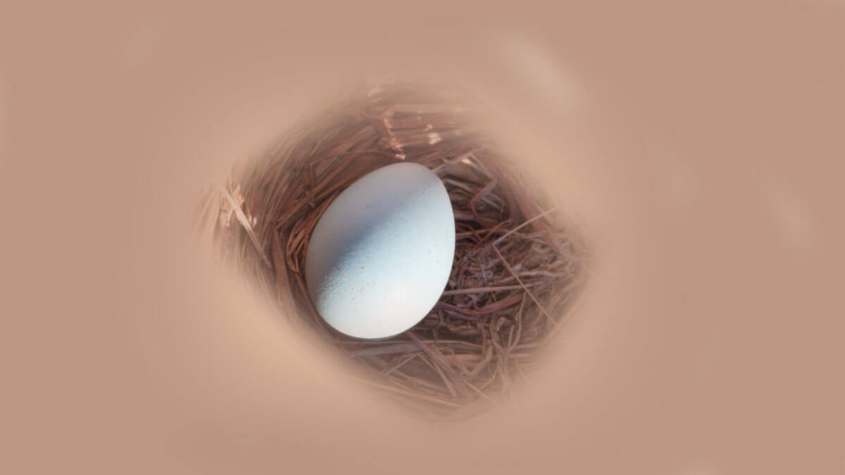 Rüyada Kuş Yumurtası Görmek: Anlamı ve Yorumu