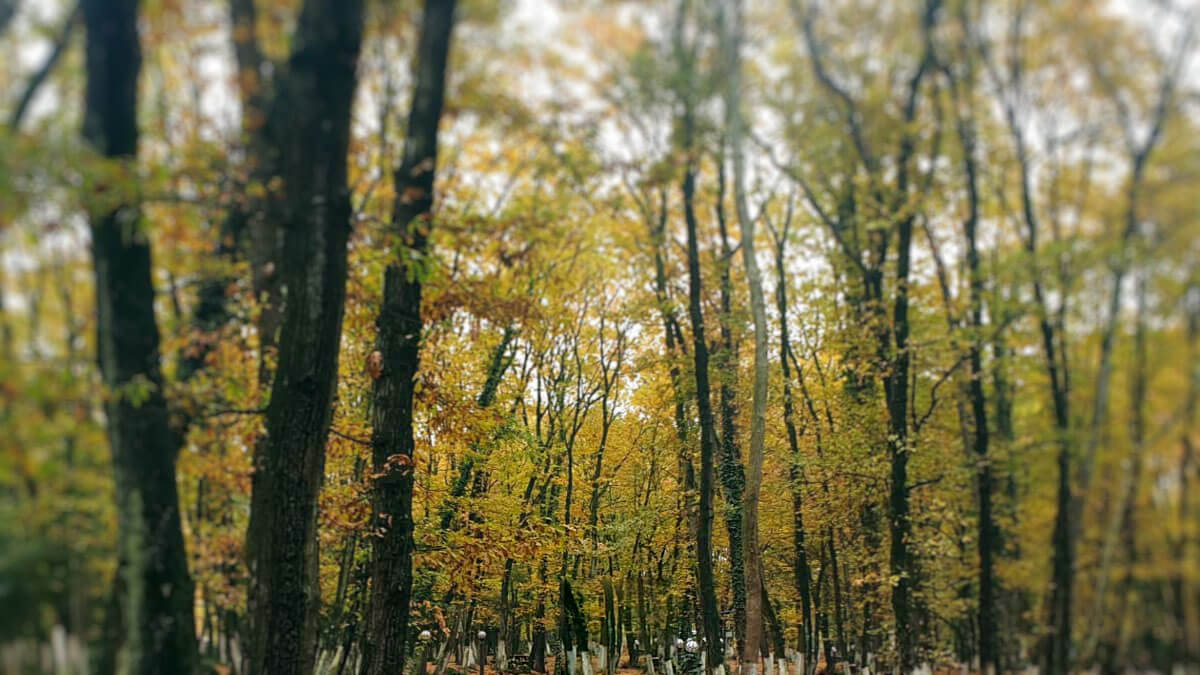 Rüyada Meşelik Görmek: Anlamı ve Yorumu