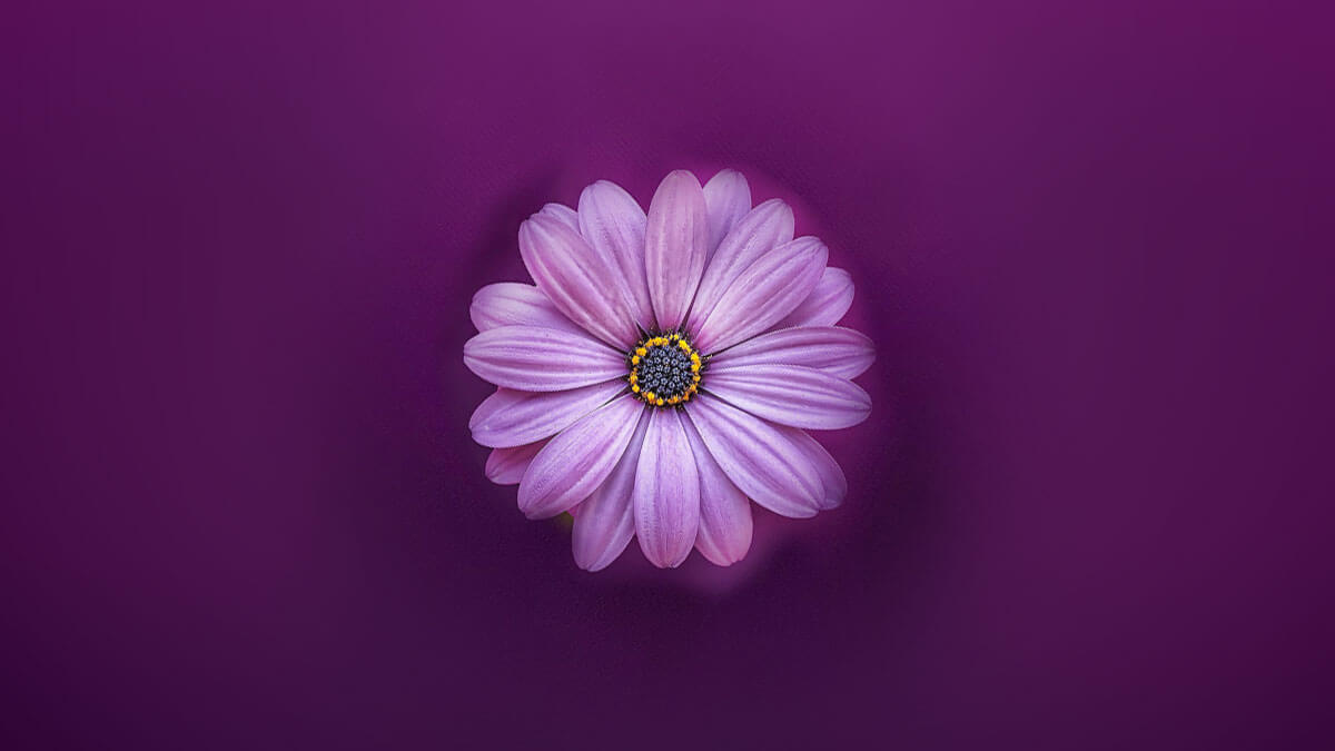 Rüyada Mor Çiçek Görmek: Anlamı ve Yorumu