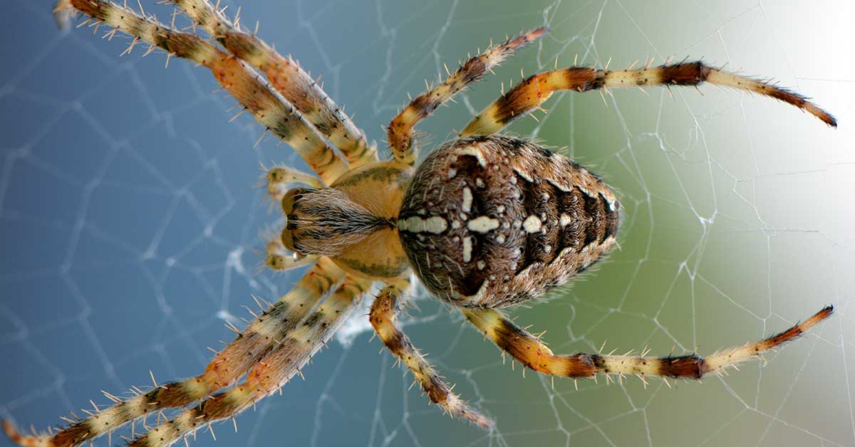 Rüyada Örümcek Görmek: Anlamı ve Yorumu