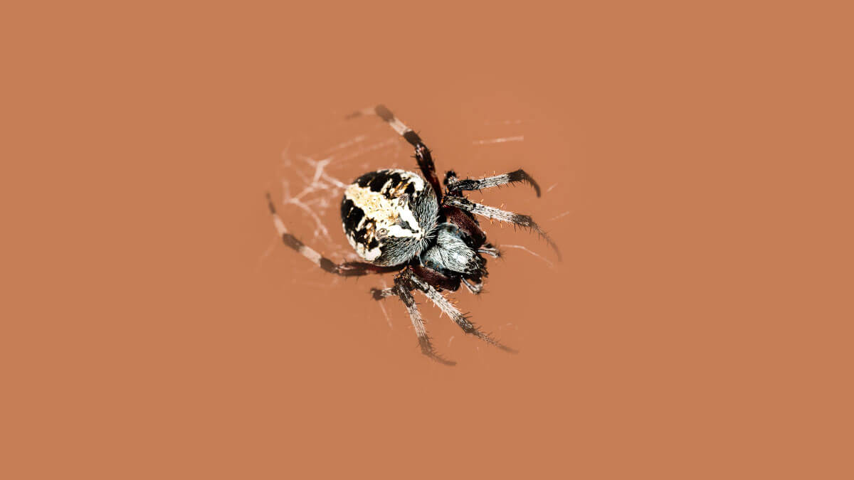 Rüyada Örümcek Öldürmek: Anlamı ve Yorumu