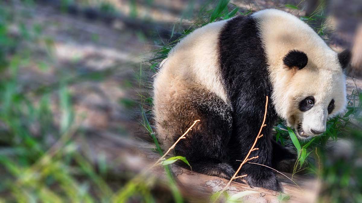 Ruyada Panda Gormek Ne Anlama Gelir Neye Isarettir Diyadinnet