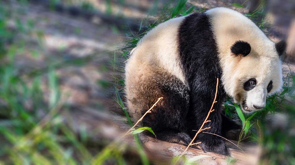 Rüyada Panda Görmek