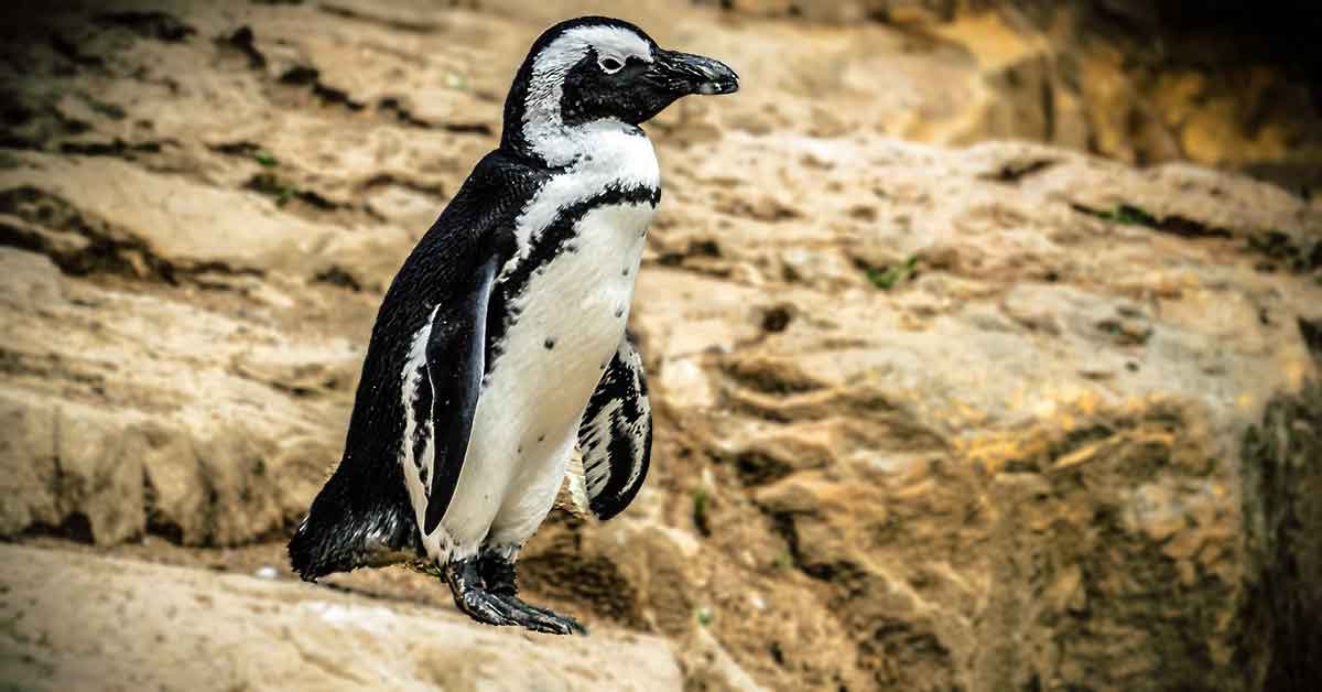 Rüyada Penguen Görmek Ne Demek Neye Yorumlanır?