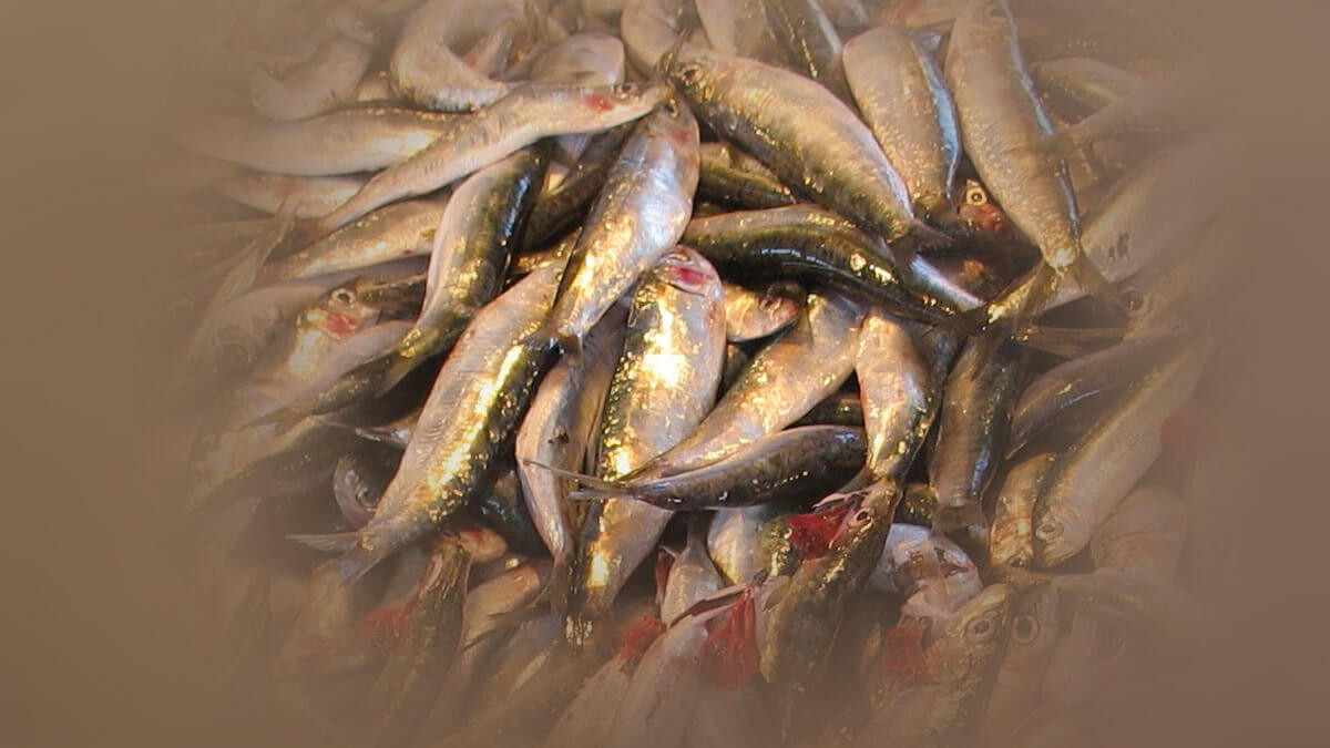 Rüyada Sardalya Balığı Görmek: Anlamı ve Yorumu