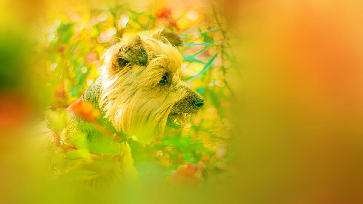 Rüyada Sarı Köpek Görmek: Anlamı ve Yorumu