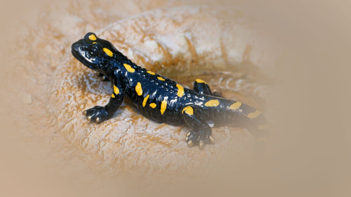 Rüyada Semender Görmek: Anlamı ve Yorumu