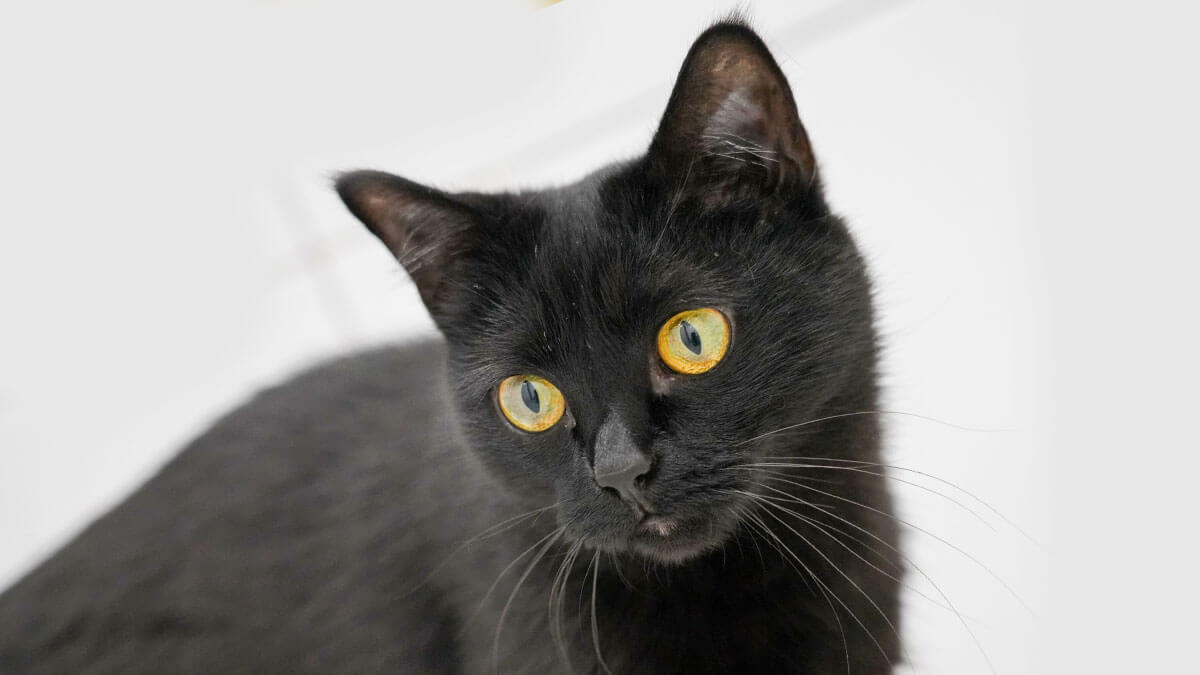 Rüyada Siyah Kedi Görmek: Anlamı ve Yorumu