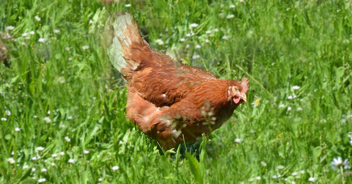 Rüyada Tavuk Görmek: Anlamı ve Yorumu