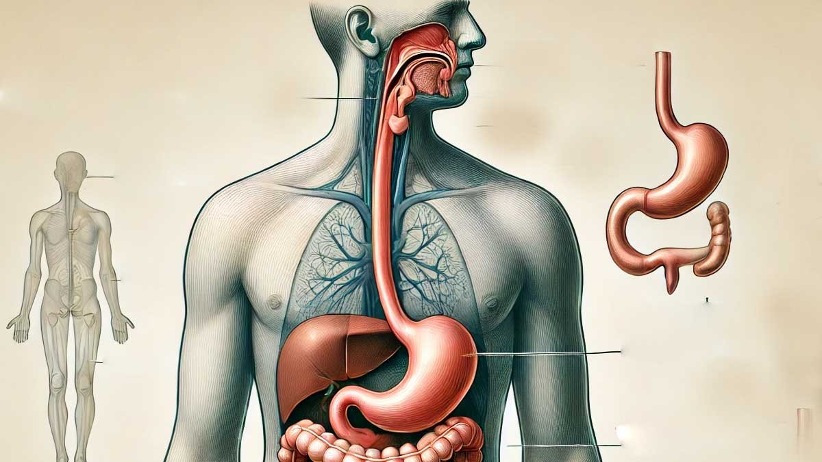 Rüyada Yemek Borusu Görmek Ne Anlama Gelir?