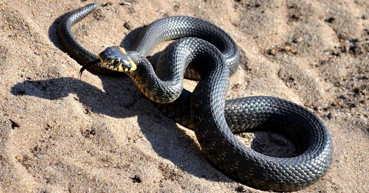 Rüyada Yılan Görmek: Anlamı ve Yorumu