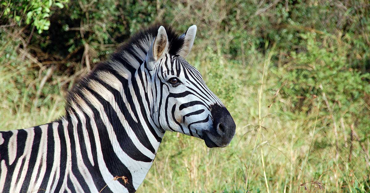 Rüyada Zebra Görmek Ne Anlama Gelir?