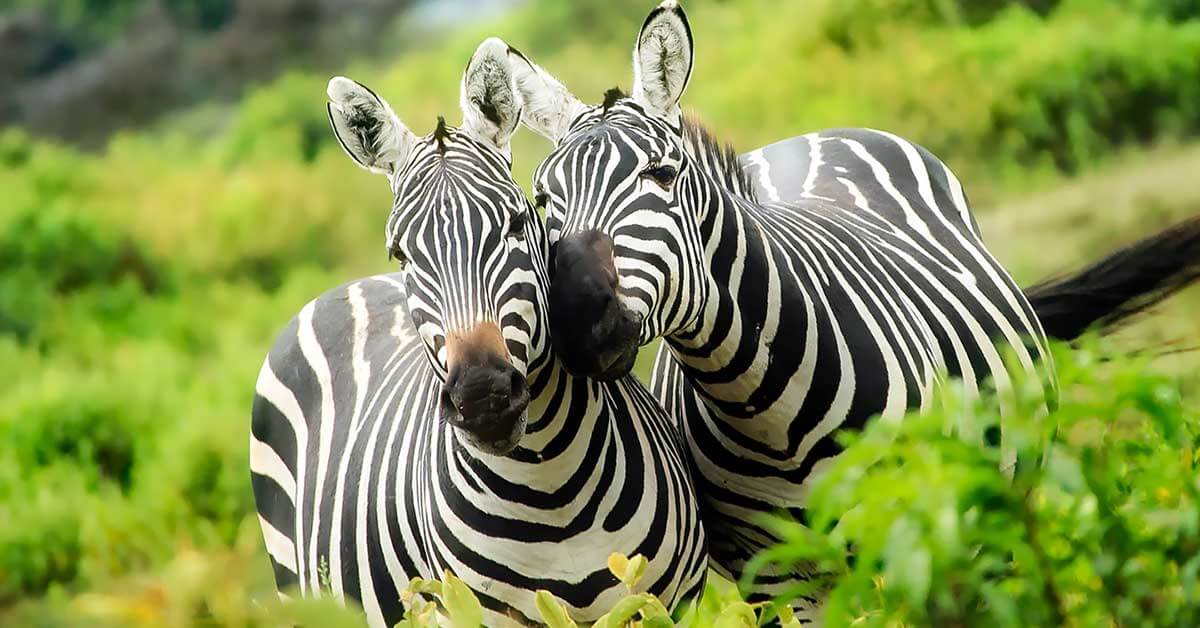 Rüyada zebra öldürmek ne anlama gelir?