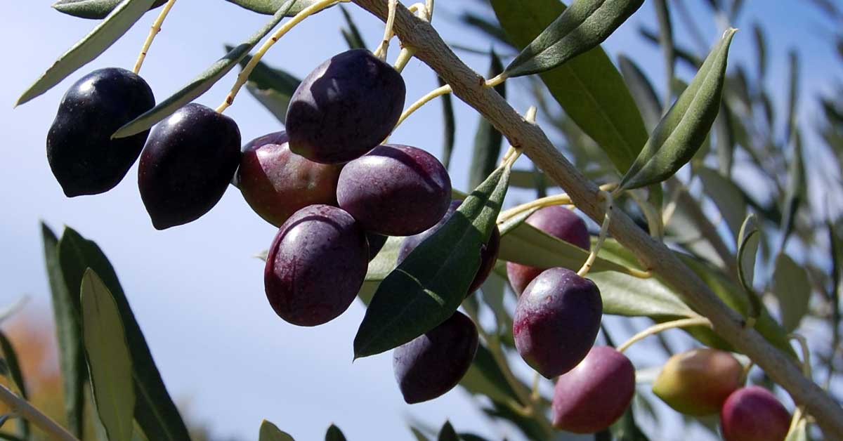 Rüyada Zeytin Ağacı Görmek: Anlamı ve Yorumu