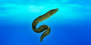 Rüyada Yılan Balığı Görmek