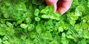 Rüyada Yonca Görmek