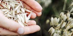 Rüyada Yulaf Görmek