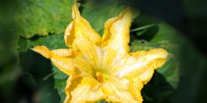 Rüyada Kabak Çiçeği Görmek