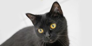 Rüyada Siyah Kedi Görmek