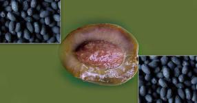 Rüyada Zeytin Çekirdeği Görmek