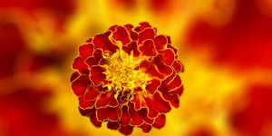 Rüyada Kadife Çiçeği Görmek