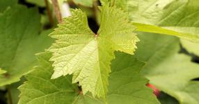 Rüyada Asma Yaprağı Toplamak