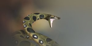 Rüyada Anakonda Görmek