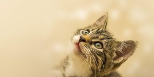 Rüyada Kediden Korkmak