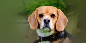 Rüyada Köpekten Korkmak