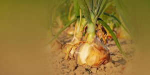 Rüyada Soğan Dikmek