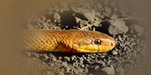 Rüyada Yılandan Kaçtığını Görmek