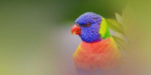 Rüyada Muhabbet Kuşu Yakalamak