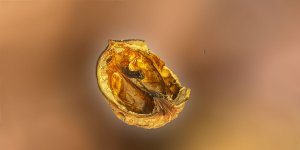 Rüyada Ceviz Kabuğu Görmek